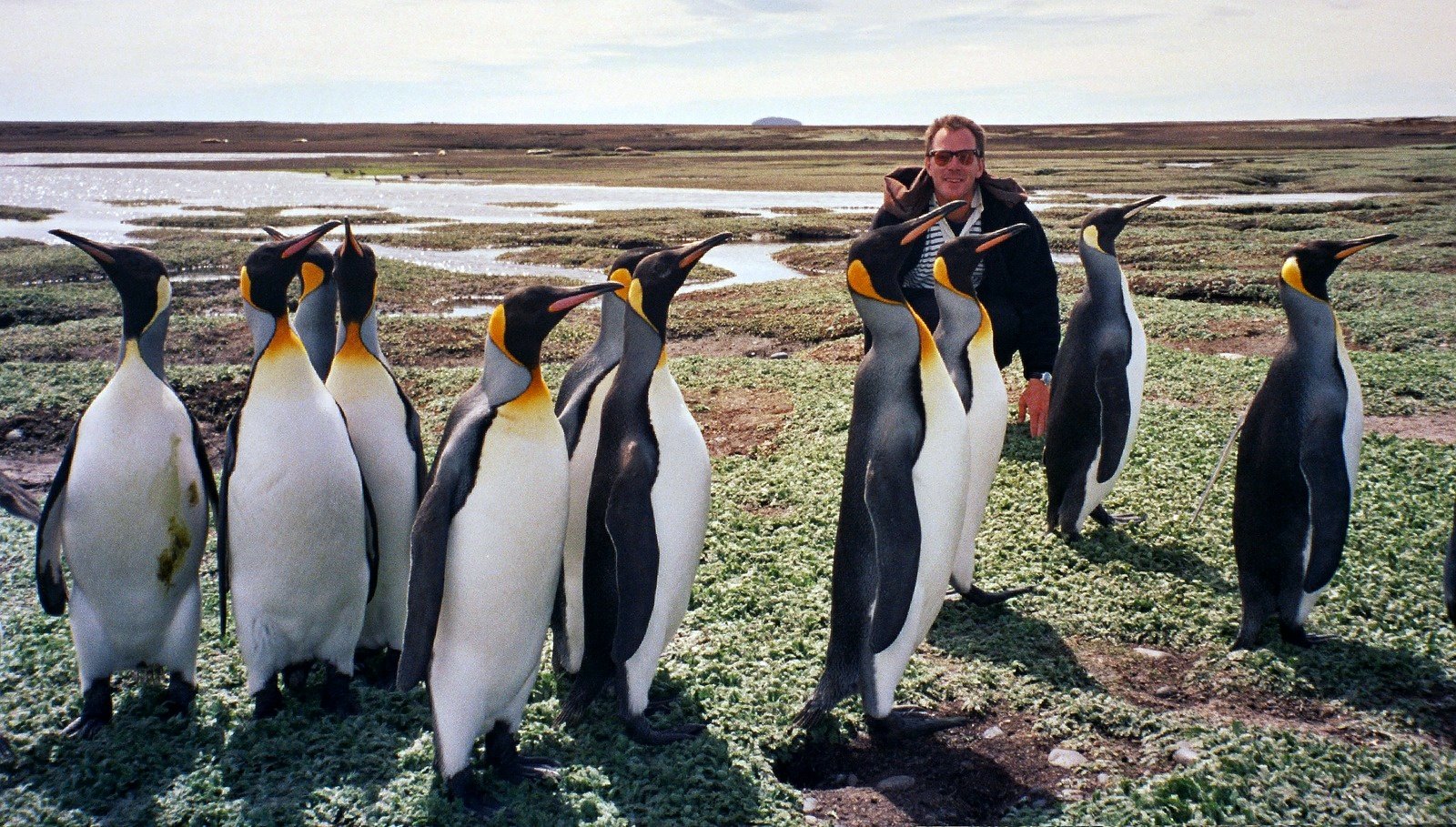 A man in a dark jacket among a group of king penguins on green ground
