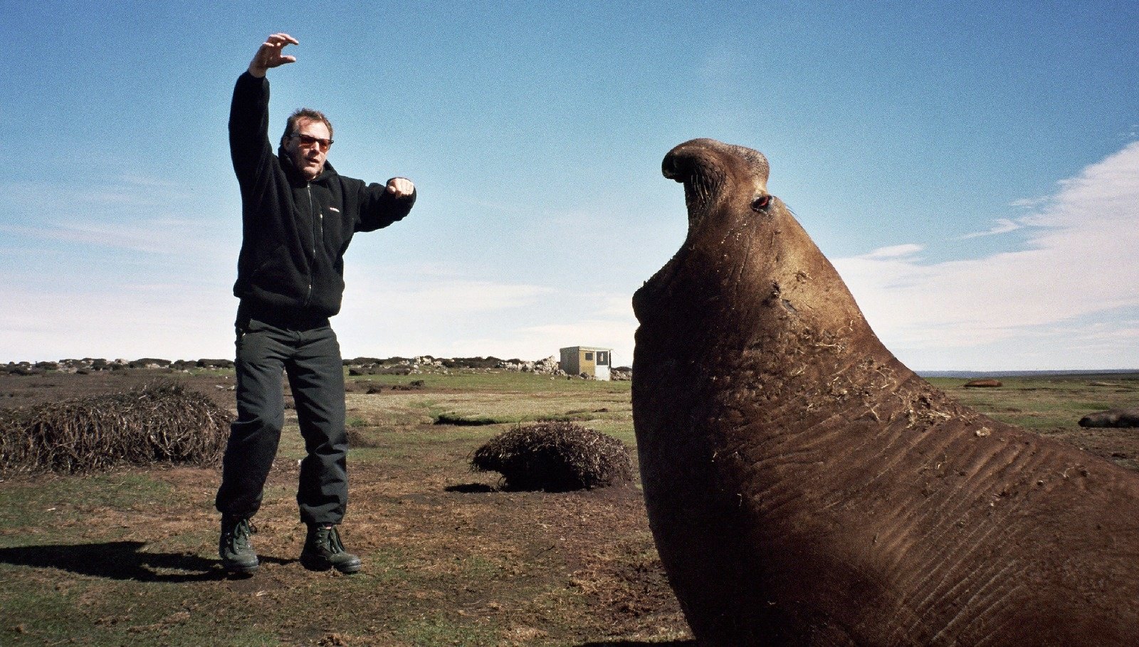 A man raising his arm beside a large elephant seal rearing up in the foreground