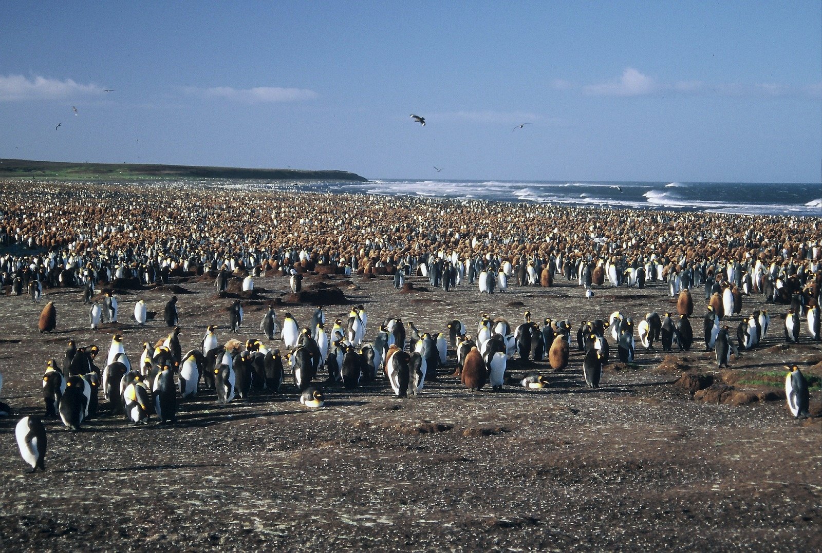 Thousands of king penguins on a wide shore, surf breaking on the beach behind