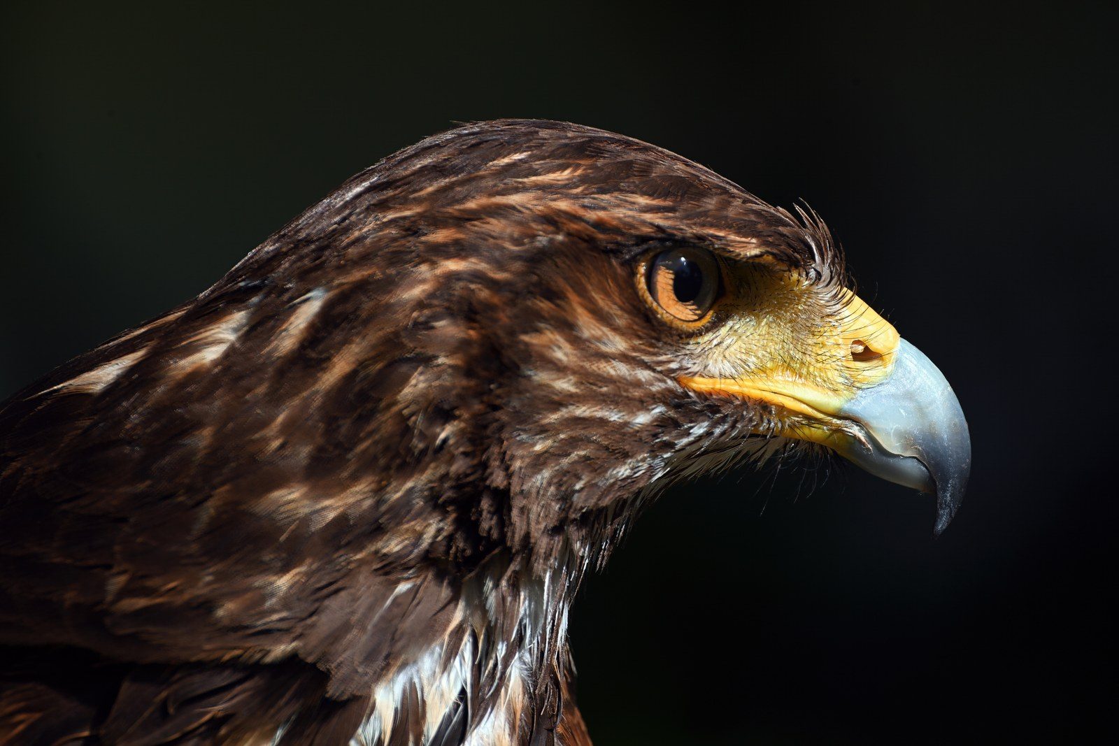The head of a hawk in profile against a dark background