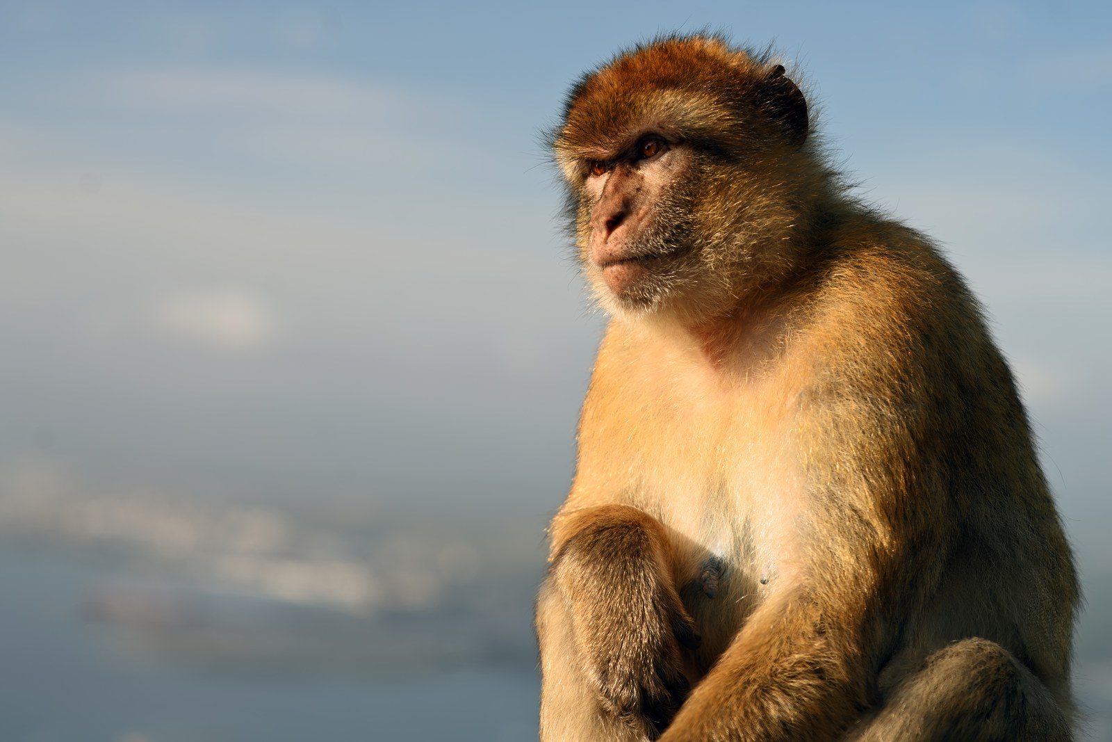 A Barbary macaque sitting against a pale sky