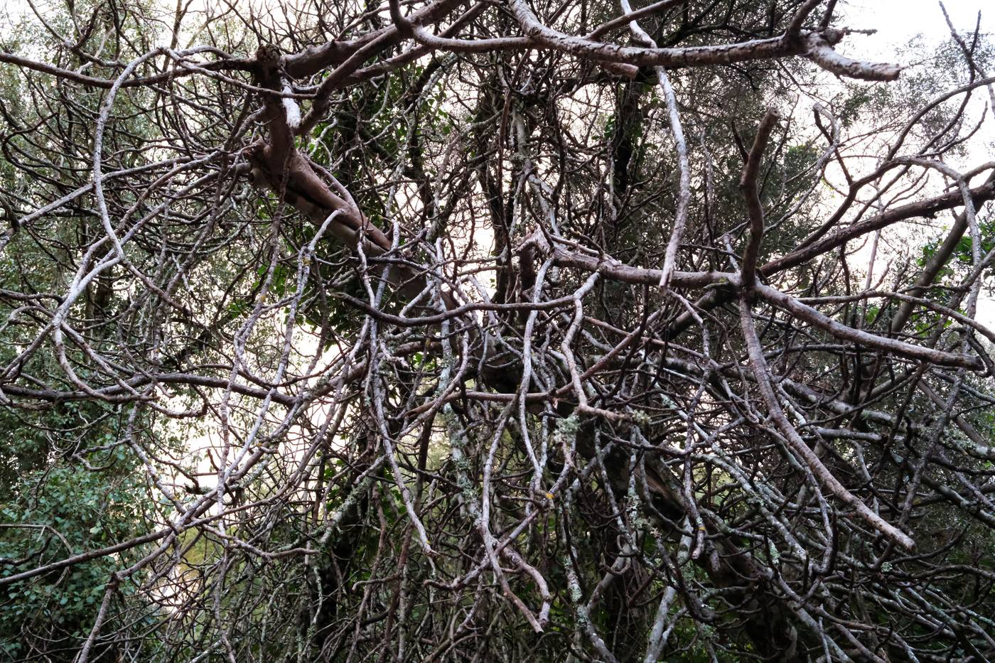 A tangle of bare, lichen-covered branches against a pale sky